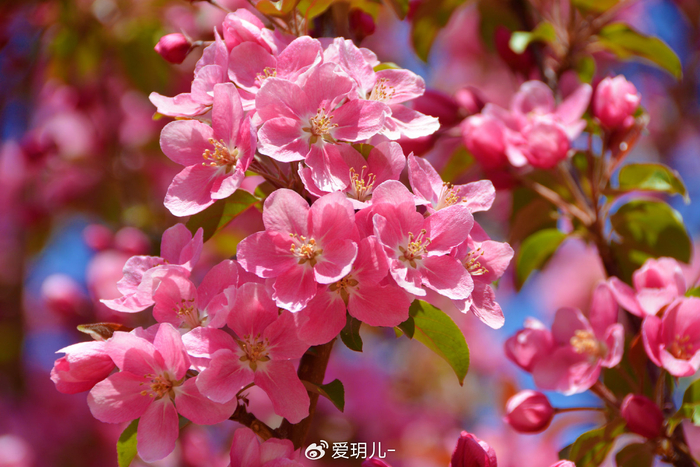 粉色海棠花,原创拍摄__财经头条