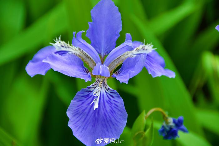 蓝色鸢尾花语图片