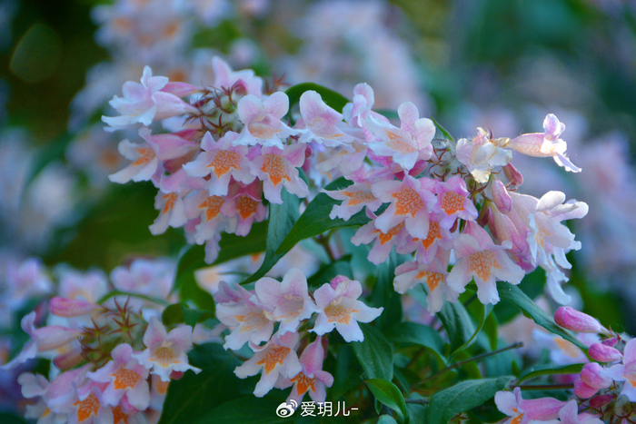 猬实花,原创拍摄