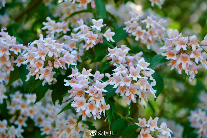 猬实花,原创拍摄