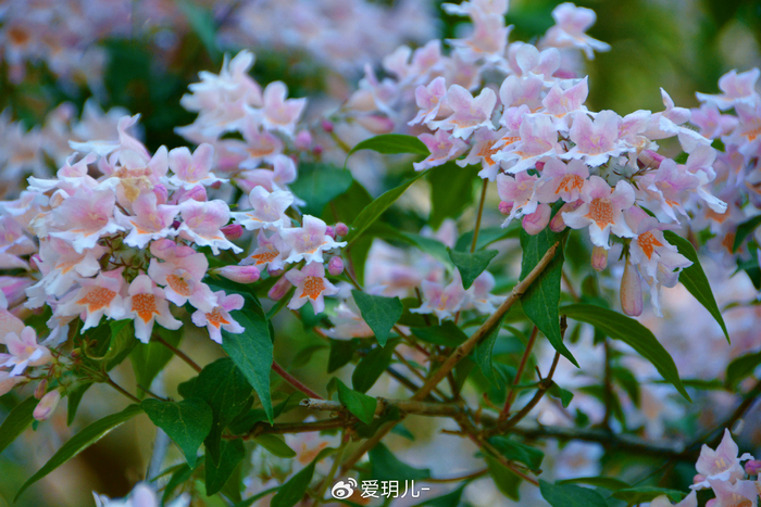 猬实花,原创拍摄