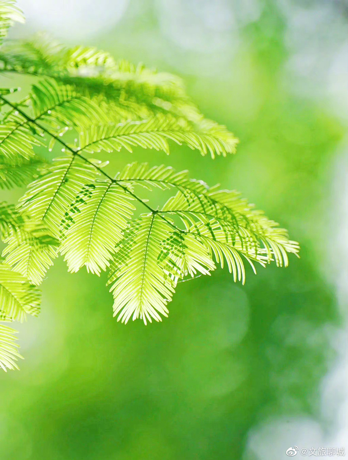 来欣赏一组养眼青绿风景照吧__财经头条