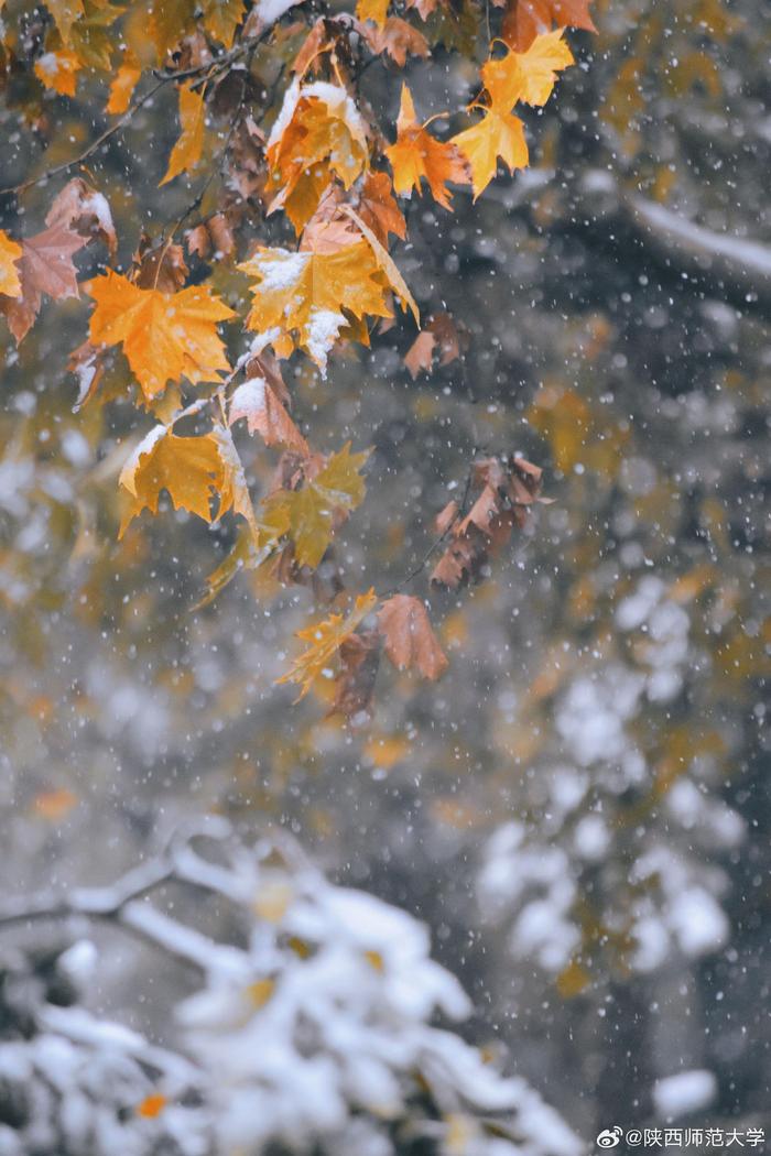 一雪成冬 雪落成诗 初冬的师大校园里 玉树琼枝 雪飘如絮