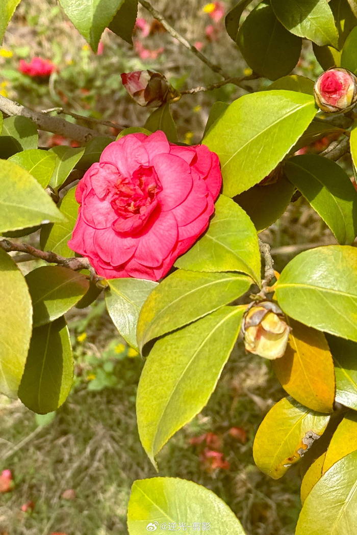 「公园散步日记」 红花绿叶