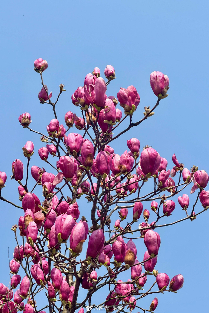 公园散步日记红花绿叶