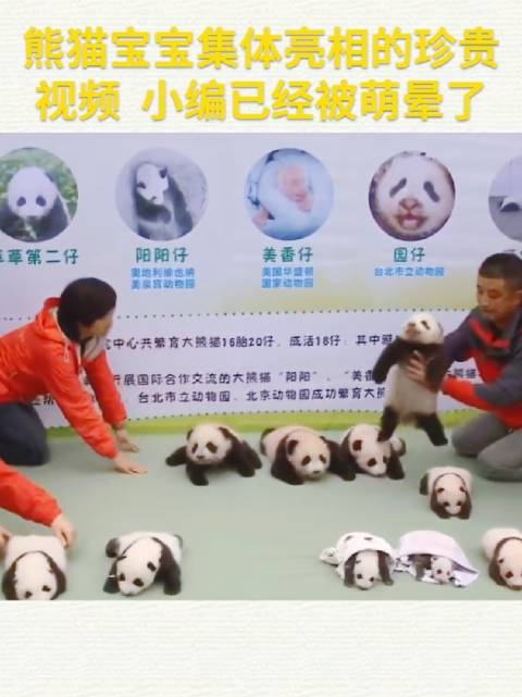 熊猫宝宝集体亮相,还有带着被窝都出来营业了