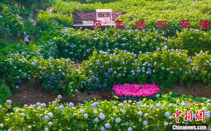重庆巴南数百亩绣球花盛放  绚丽花海引游人