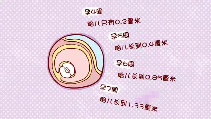 为什么胎儿性别会"翻盘"?