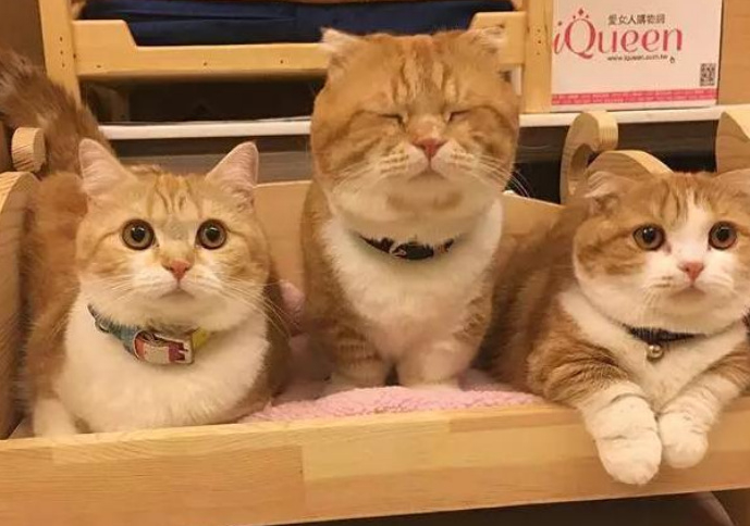 网友家养了3只橘猫它们明明是同胎生