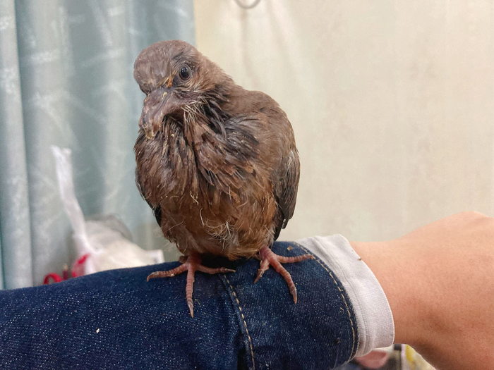 鸽痘治疗第一期结束小咕咕安然无恙现在有几分盲盒小老弟的嘚