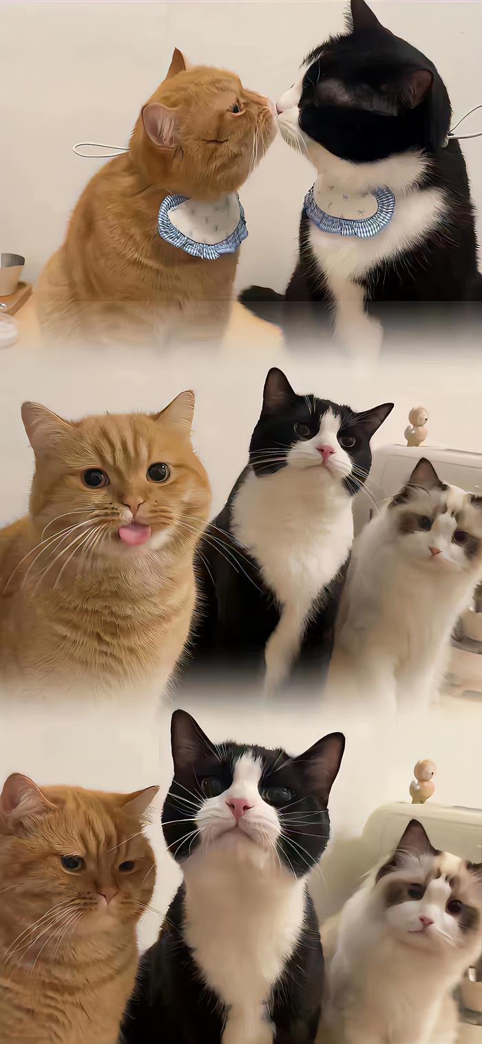 猫猫壁纸竖屏图片