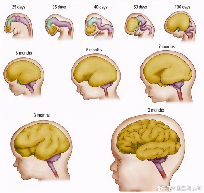 想生聪明宝宝,孕妈要知道胎儿脑部发育的三个"黄金期",别错过|大脑|孕