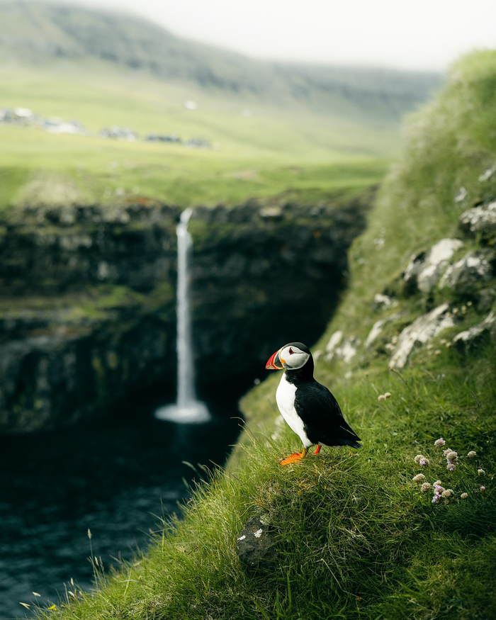 治愈的绿色风景摄影师longnonghuang