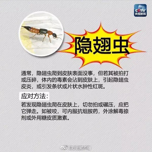 已入侵12个省份,有致命危险!发现立即上报|红火蚁_新浪新闻