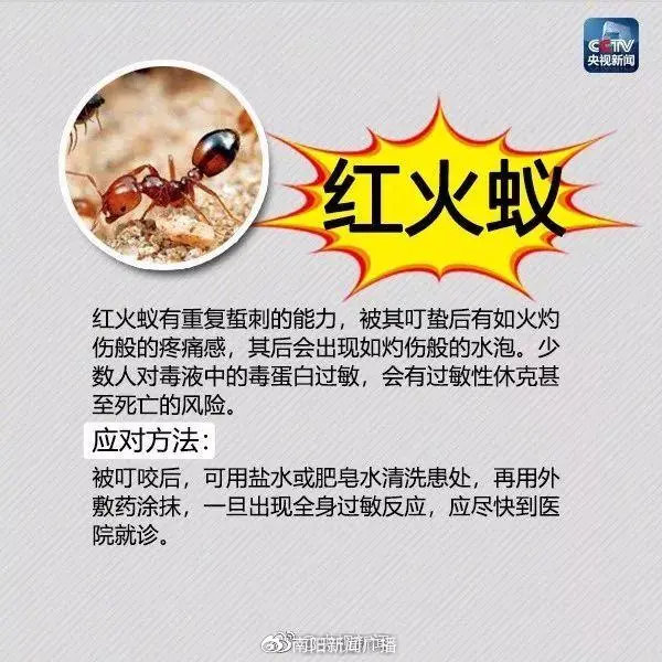 红火蚁在新入侵地区非常容易形成高密度种群,一旦人或牲畜踩到蚁丘