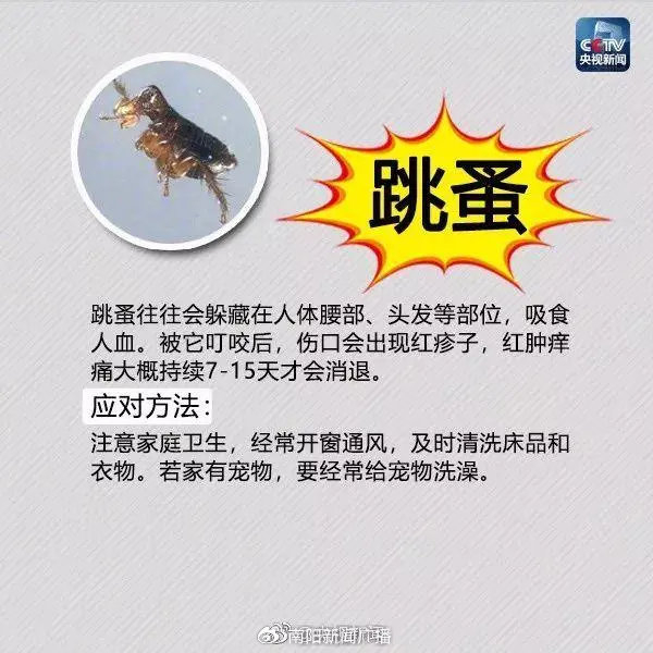 已入侵12个省份,有致命危险!发现立即上报|红火蚁_新浪新闻