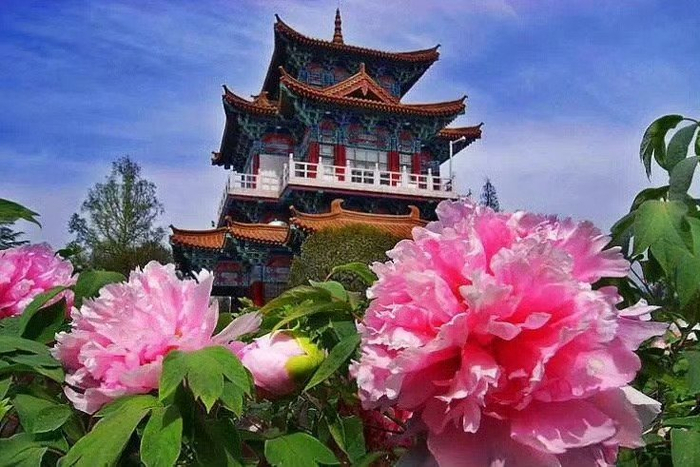河南洛阳唯有牡丹真国色花开时节动京城