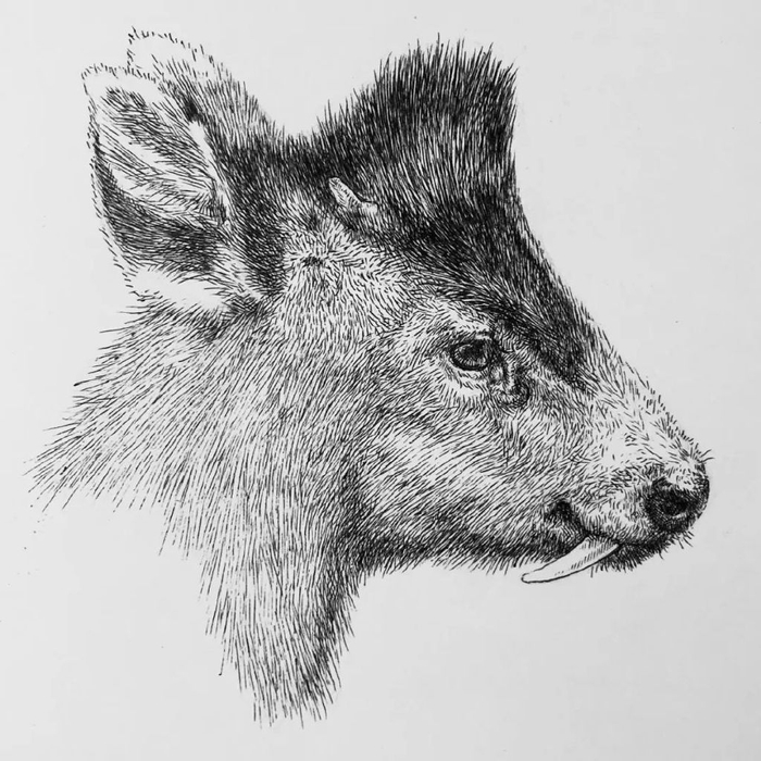 一幅画作,10000根短线,这样的素描动物肖像,太拿得出手了|施瓦茨|素描