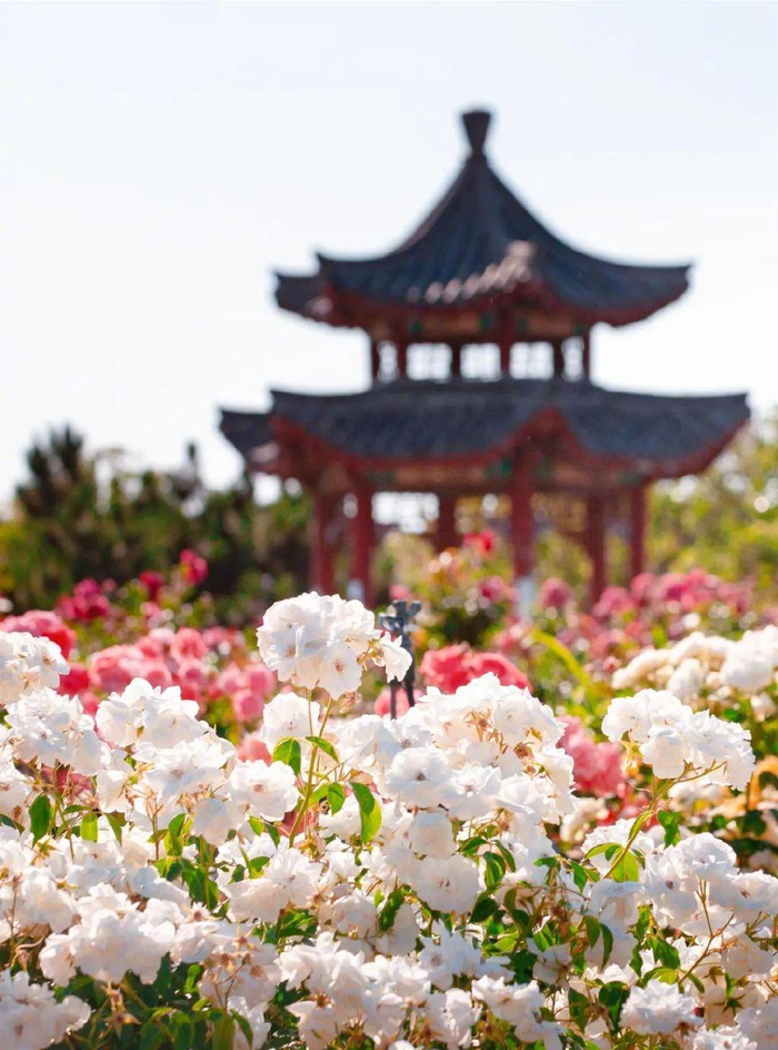 烟台植物园莱州中华月季园每年6月下旬至9月上旬,连理岛就变成"紫色