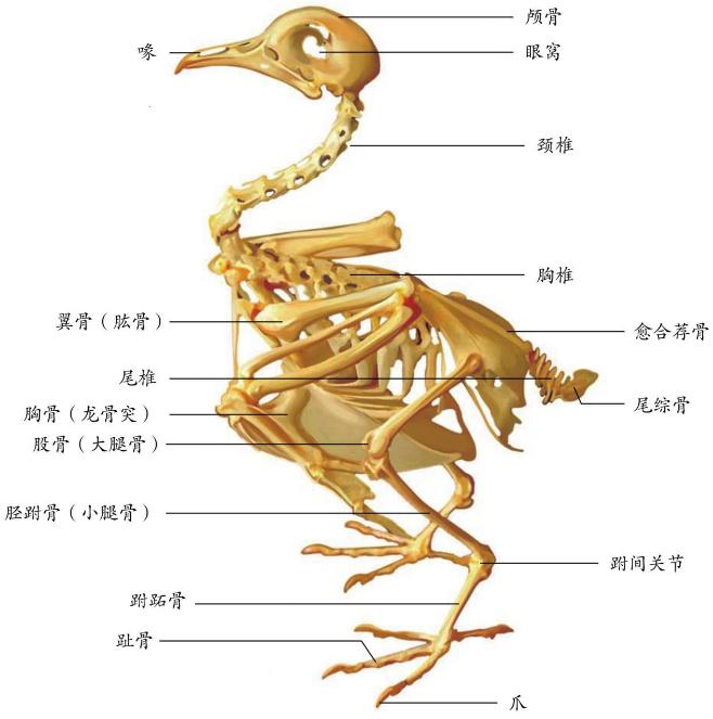 为什么鸡走路这么拽?