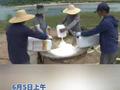 直升机盘旋升空，罗田板栗迎来空中卫士