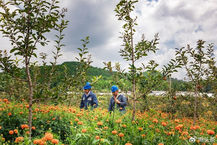 云南马龙通泉:电力助力,养殖拓宽振兴路|电力|云南|养殖_新浪新闻