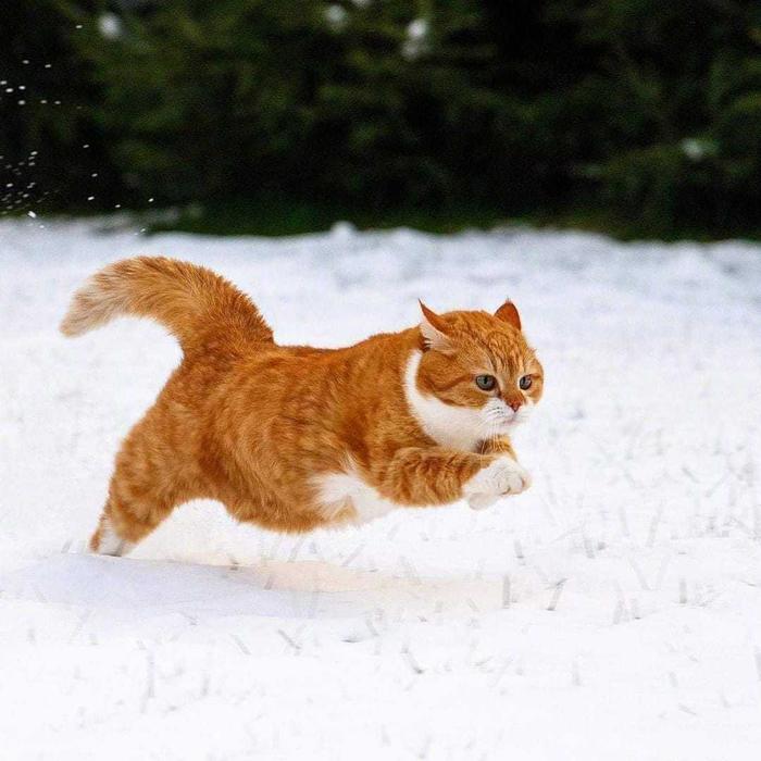 雪地金猫图片