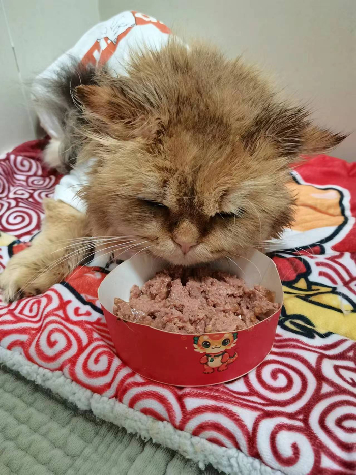 今天份的小金现在改名辛巴啦猫坚强