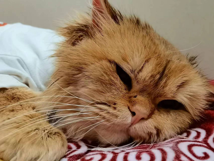 今天份的小金现在改名辛巴啦猫坚强