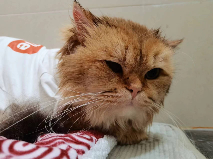 今天份的小金现在改名辛巴啦猫坚强