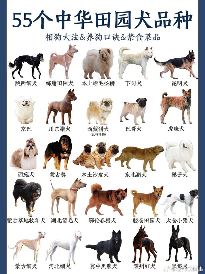 中华田园犬合集!