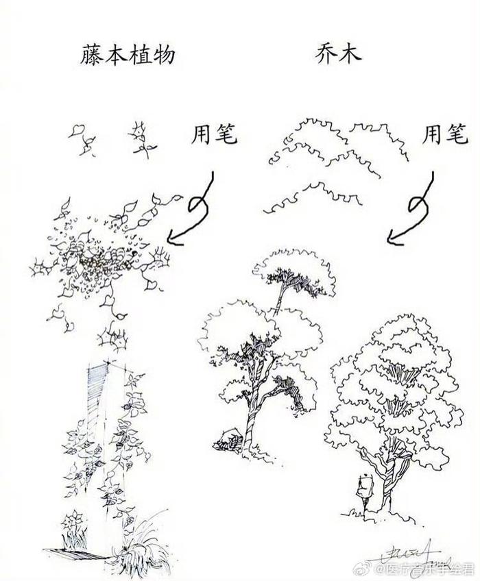 一些实用的植物速写绘画技法参考