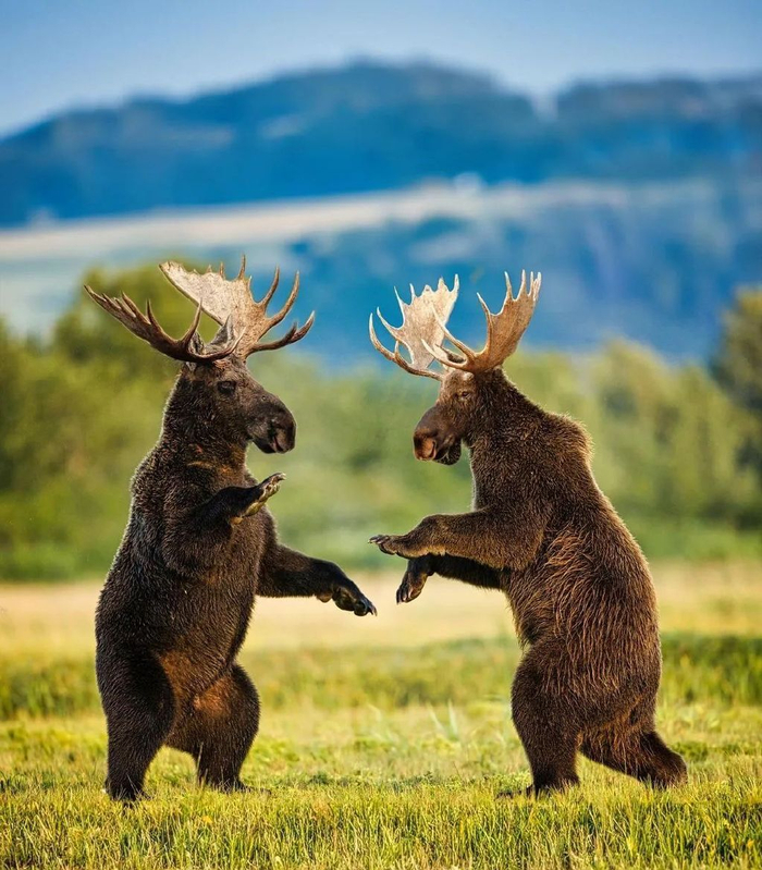 根本没有瓶颈,疯狂的混搭动物,让人满头问号