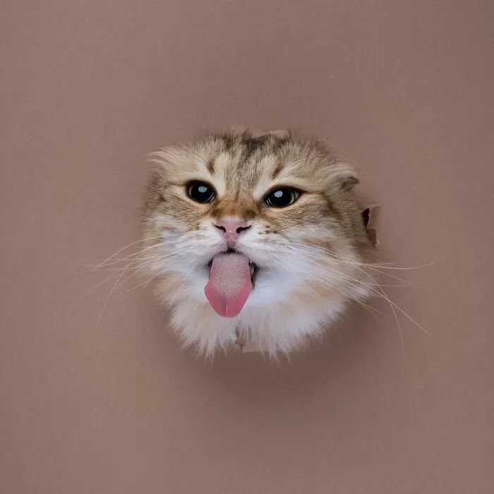 猫咪|猫|雅各比_新浪新闻