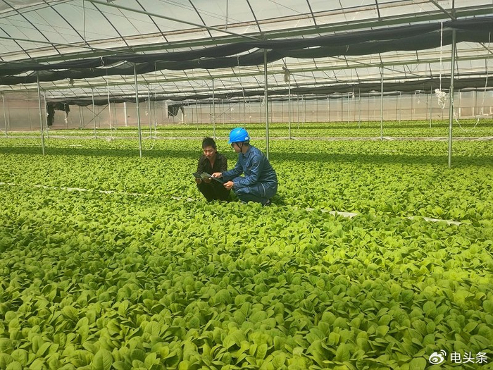 南方电网云南曲靖宣威供电局:电力护航 育苗无忧