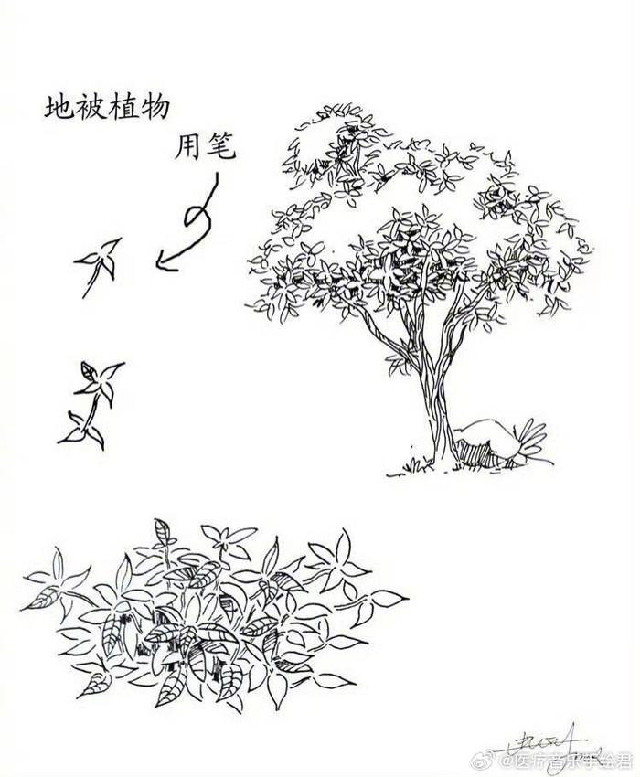 一些实用的植物速写绘画技法参考