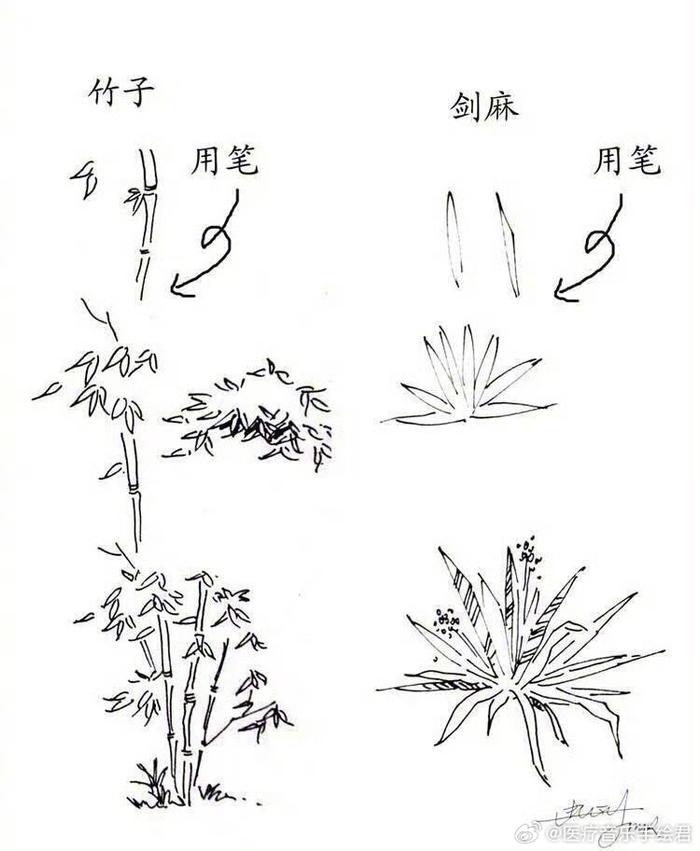 植物写生逐字稿图片