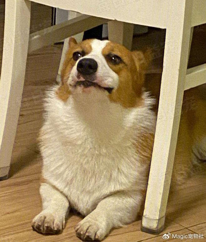 狗子走丢成网红,与全世界偶遇,唯独找不到重金寻狗的主人|狗子|主人