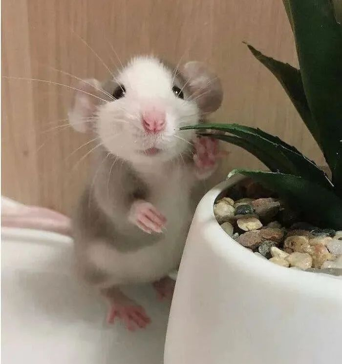 20幅呆萌的动物图片,为你扫走阴霾,治愈力满满|阴霾