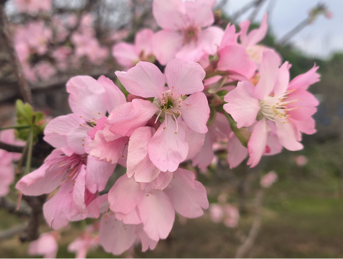 十八罗汉山赏花宝典请收好~ | 樱花节攻略|十八罗汉山|樱花节|樱花