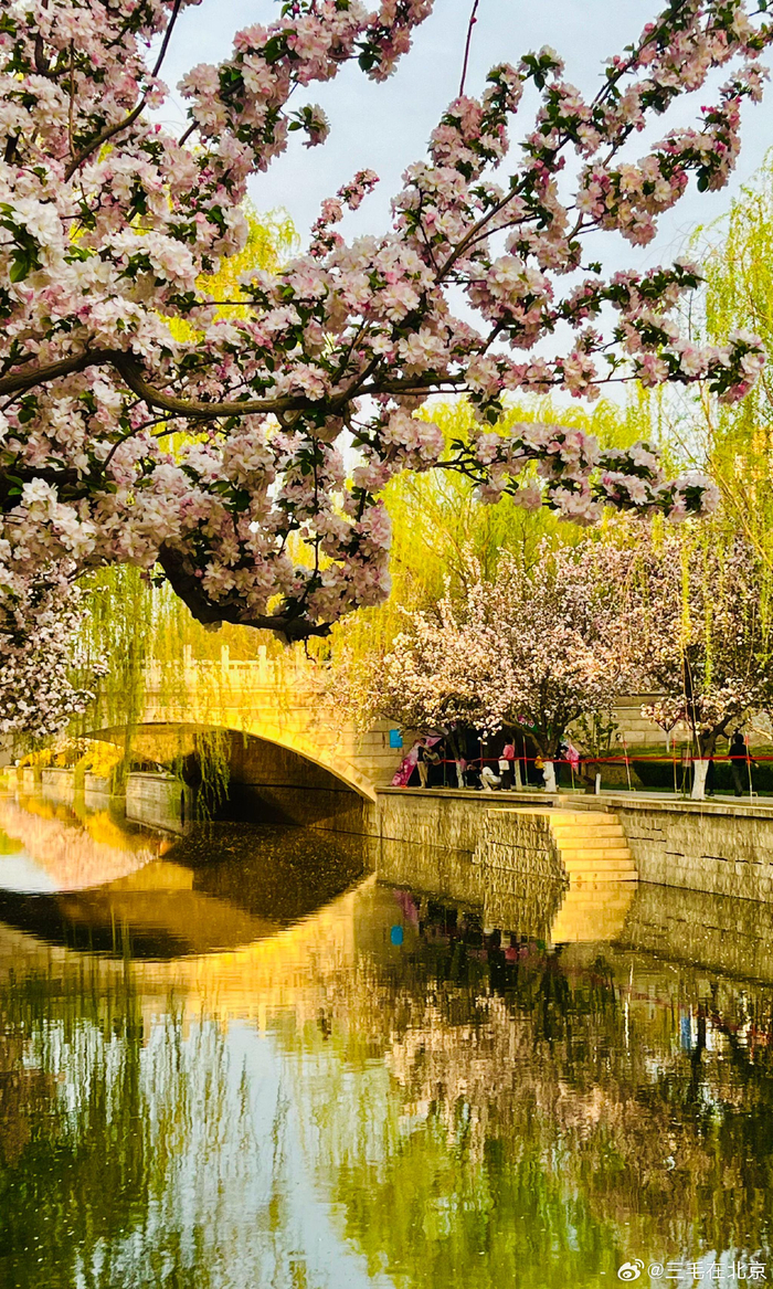 海棠花溪花开烂漫北京你好摄影