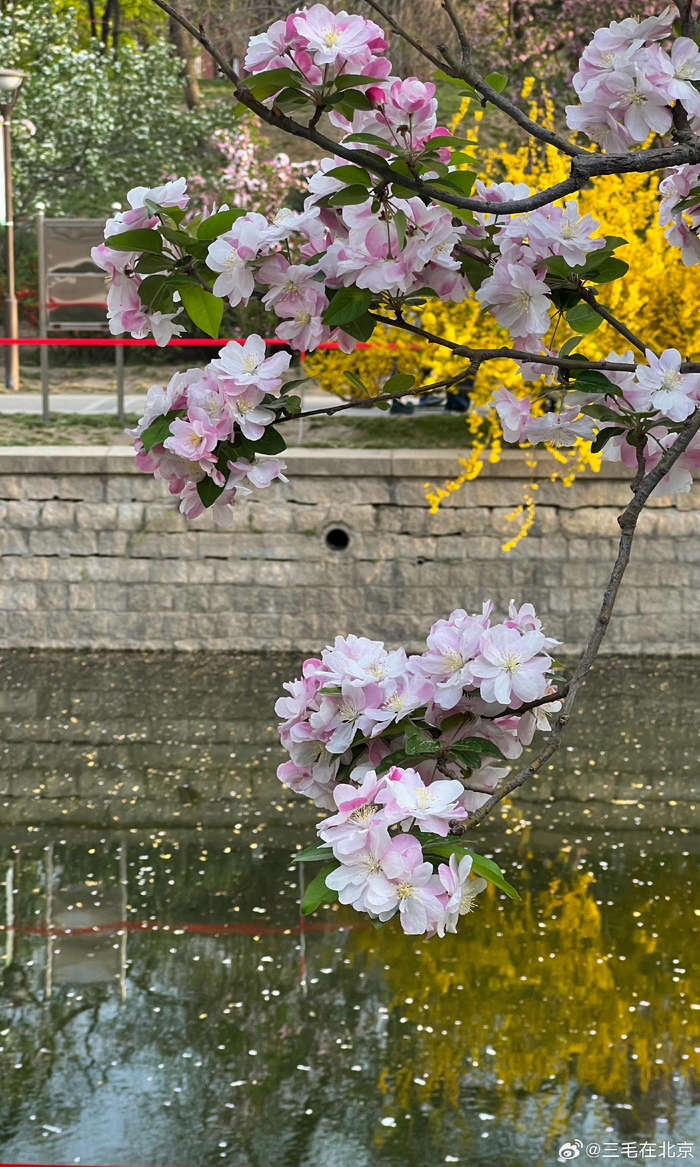 海棠花溪花开烂漫北京你好摄影