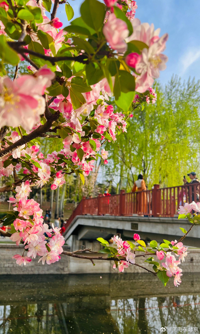 海棠花溪花开烂漫北京你好摄影