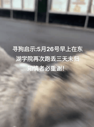 狗子走丢成网红与全世界偶遇唯独找不到重金寻狗的主人