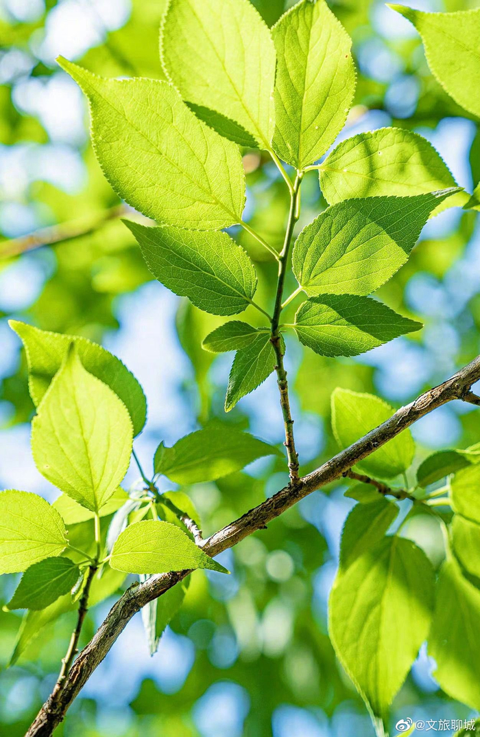 来欣赏一组养眼青绿风景照吧__财经头条