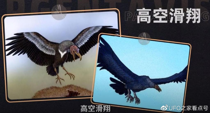 世界上最大的老鹰,身高超2米,可吃掉狮子,至今未发现其天敌|秃鹫|巨鹰|阿根廷