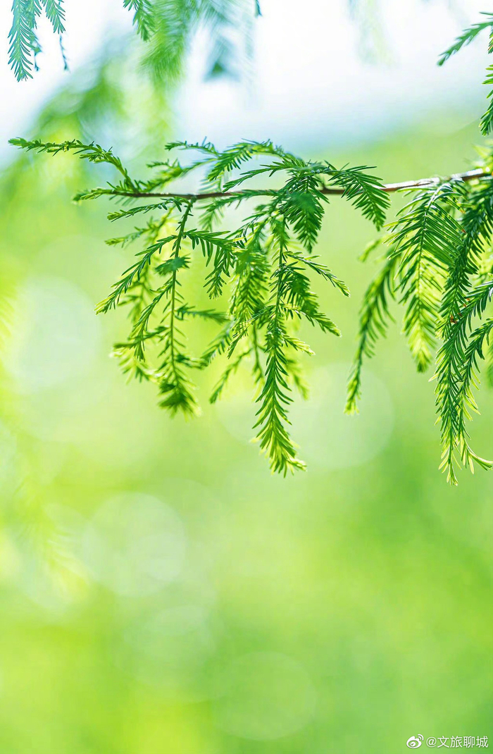 来欣赏一组养眼青绿风景照吧__财经头条