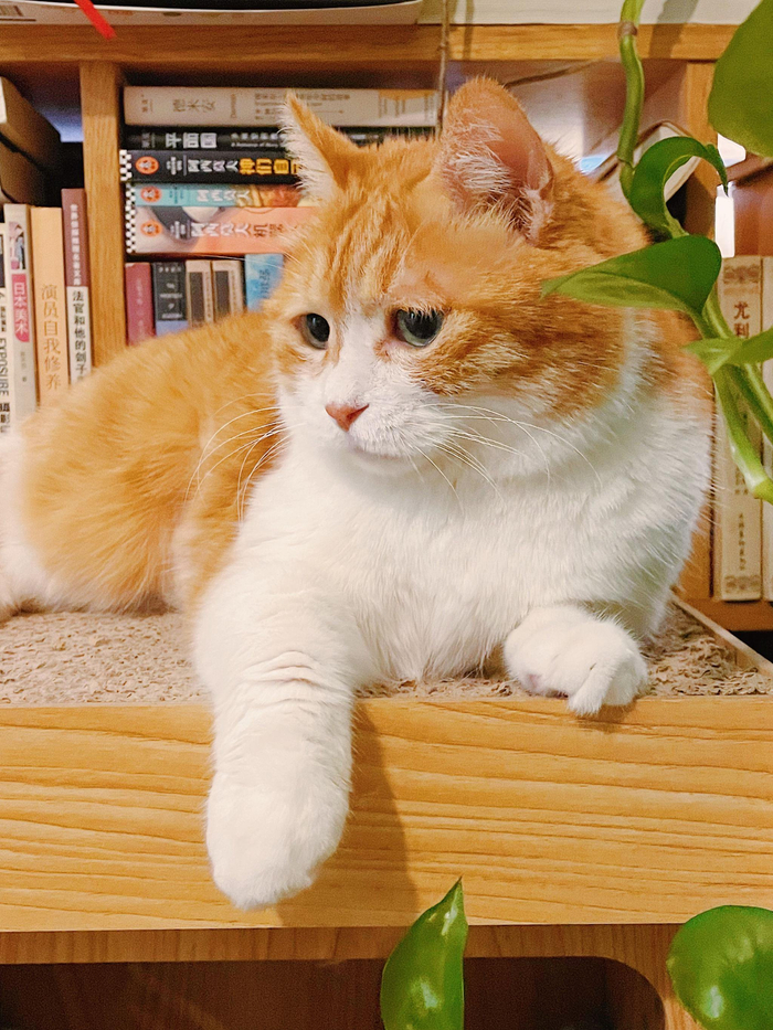 和弟弟交流一下他吓到闭眼|黄猫|交流_新浪新闻