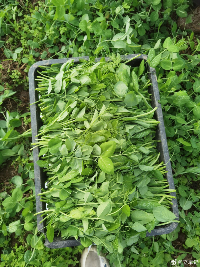 一到冬季四川人喜欢吃的豌豆尖来啦