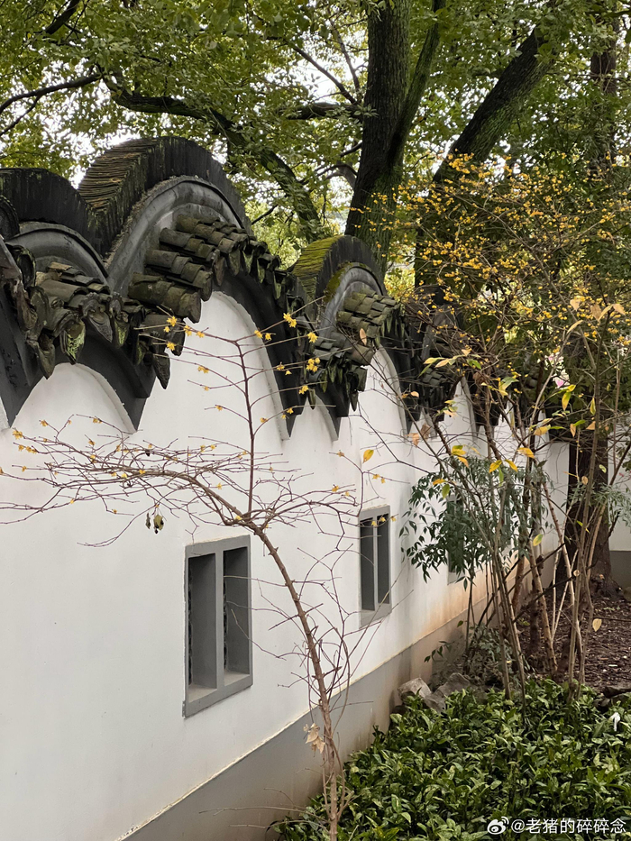 偶入川沙公园虽建筑不古但氛围感十足